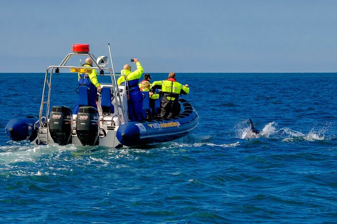 Speedboat Whale Watching Small-Group Tour in Reykjavik - Is $164 worth paying for the smaller boat?