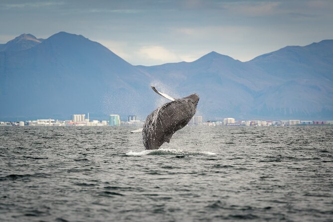 Speedboat Whale Watching Small-Group Tour in Reykjavik - Weather, cancellations, and backup plans