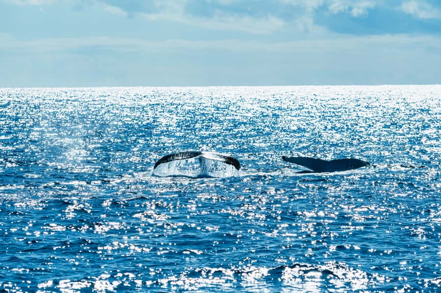 Spirit of Gold Coast 2.5-Hour Whale Watching Tour - Humpbacks in their natural environment