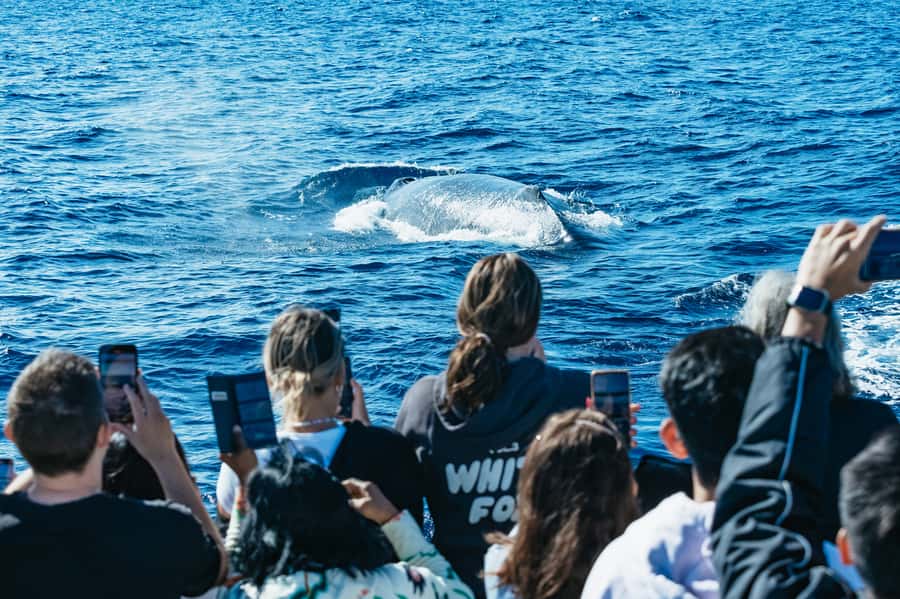 Spirit of Gold Coast 2.5-Hour Whale Watching Tour - How the 150-minute whale search works