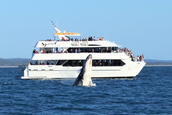 Spirit of Hervey Bay Whale Watching Cruise - Key points at a glance