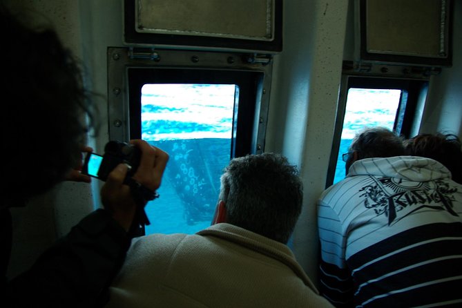 Spirit of Hervey Bay Whale Watching Cruise - Watching whales from three levels