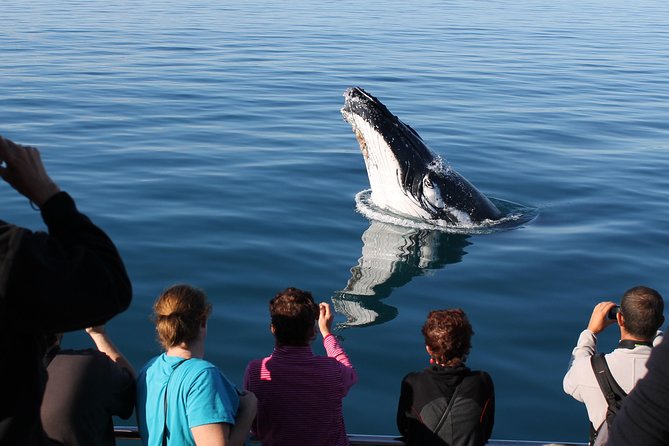 Spirit of Hervey Bay Whale Watching Cruise - What a whale encounter can look like