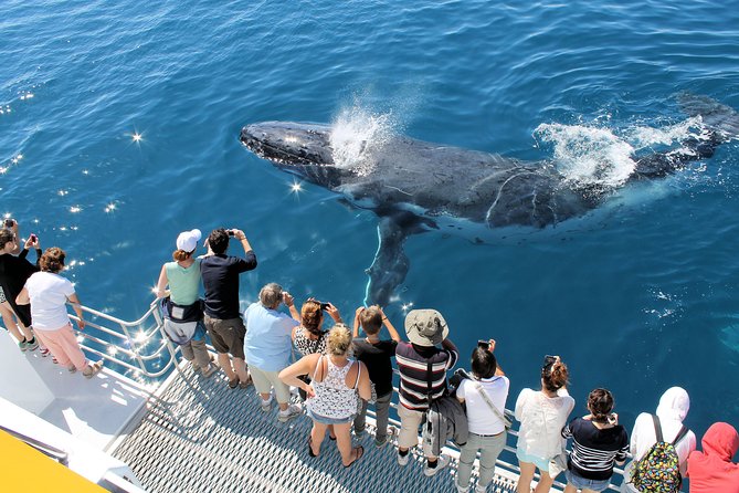 Spirit of Hervey Bay Whale Watching Cruise - Is $111 good value?