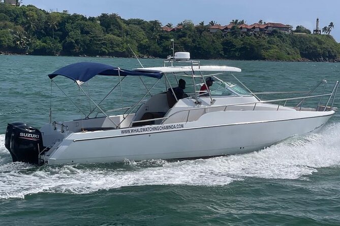 Sports Boat- Private Whale Watching Trip( free breakfast & paid pick-up) - Dolphins, turtles, manta rays, and flying fish