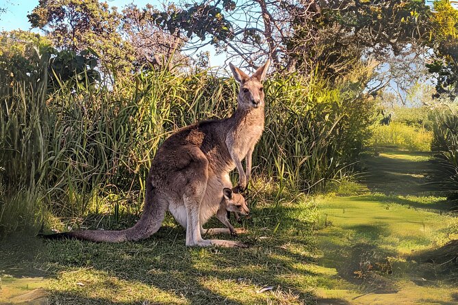 Stradbroke Island Eco Day Trip from Brisbane – Wildlife & Beaches - Point Lookout gives you the widest view
