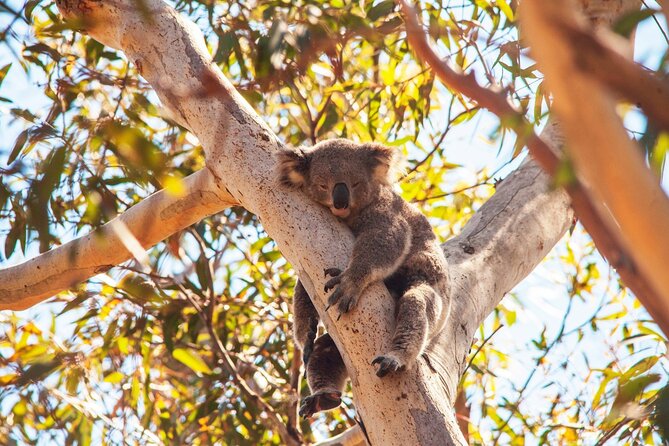 Stradbroke Island Eco Day Trip from Brisbane – Wildlife & Beaches - Cylinder Beach allows time to slow down