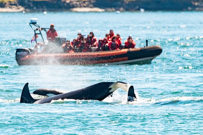 Summer Whale Watching Tour in a Zodiac Boat in Victoria - At a Glance: What Matters Most