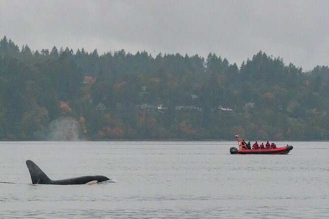 Summer Whale Watching Tour in a Zodiac Boat in Victoria - Leaving Victoria Harbour in a Twelve-Person Zodiac