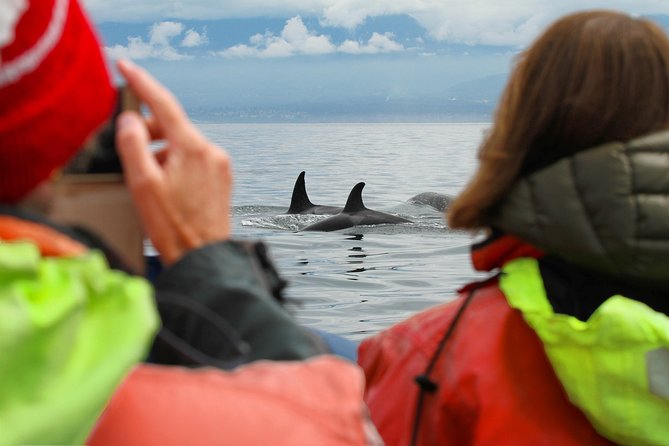 Summer Whale Watching Tour in a Zodiac Boat in Victoria - How the Rebooking Promise Changes the Risk