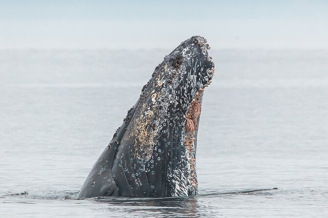 Summer Whale Watching Tour in a Zodiac Boat in Victoria - What You Might See Beyond Whales