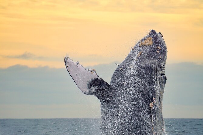 Sunrise Whale Watching boat tour with marine biologist - Key points to know before booking