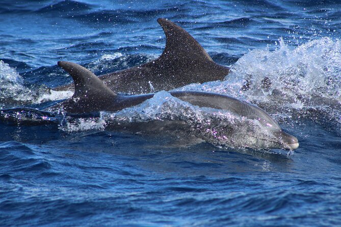 Sunrise Whale Watching boat tour with marine biologist - Beaches, birds, and the Cabo Arch