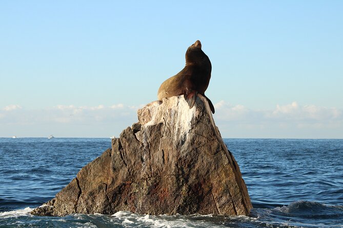 Sunrise Whale Watching boat tour with marine biologist - What the $129 price covers
