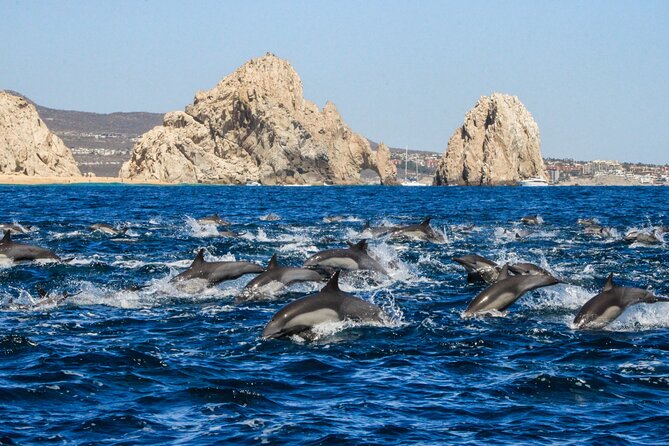 Sunrise Whale Watching boat tour with marine biologist - The practical limits you should plan around