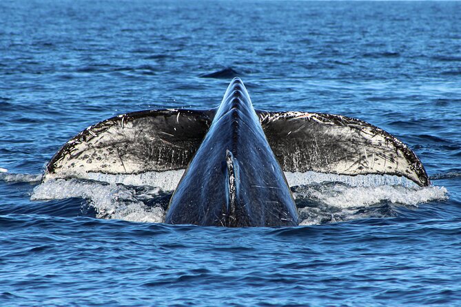 Sunrise Whale Watching boat tour with marine biologist - Who will enjoy this Cabo morning most