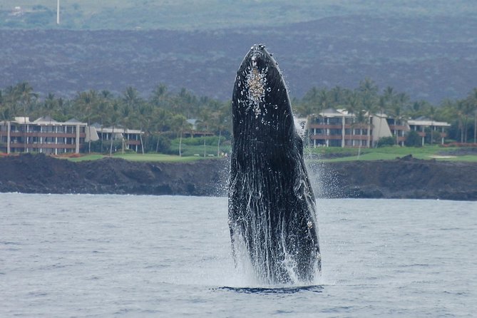Sunset Cruise with the Whales on our Sailing Catamaran - The hydrophone is the cruises special touch