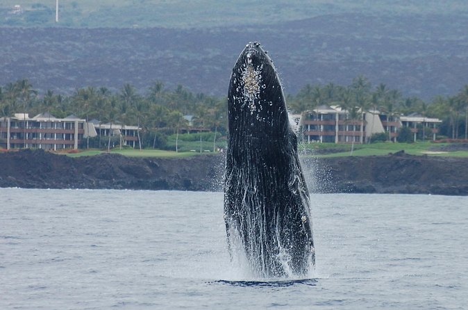 Sunset Cruise with the Whales on our Sailing Catamaran - Is $165 a fair price?