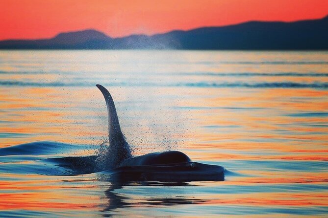 Sunset Whale and Wildlife Adventure in Cowichan Bay - Key points to know before you book
