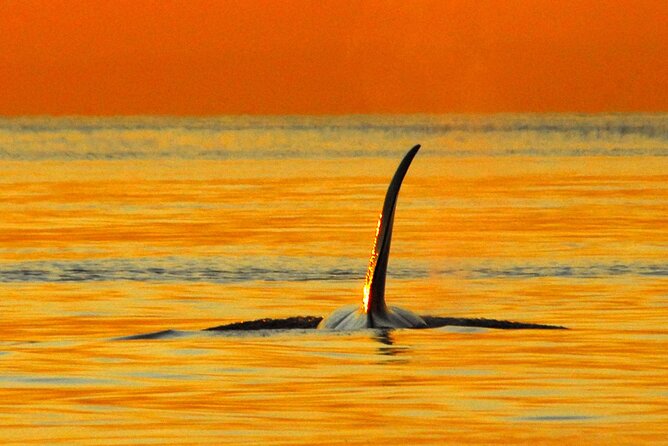 Sunset Whale and Wildlife Adventure in Cowichan Bay - Setting out from Cowichan Bay in the evening