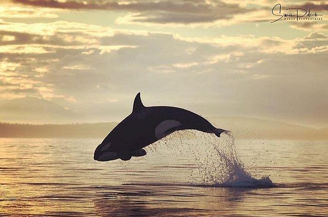 Sunset Whale and Wildlife Adventure in Cowichan Bay - Stops for seals, kelp, and natural-history stories
