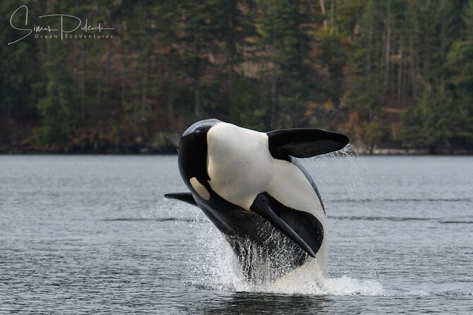 Sunset Whale and Wildlife Adventure in Cowichan Bay - What the guides add to the ride