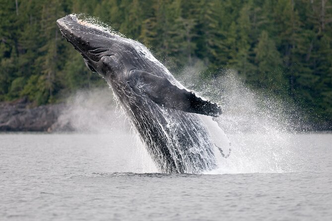 Sunset Whale and Wildlife Adventure in Cowichan Bay - The sunset return to Cowichan Bay