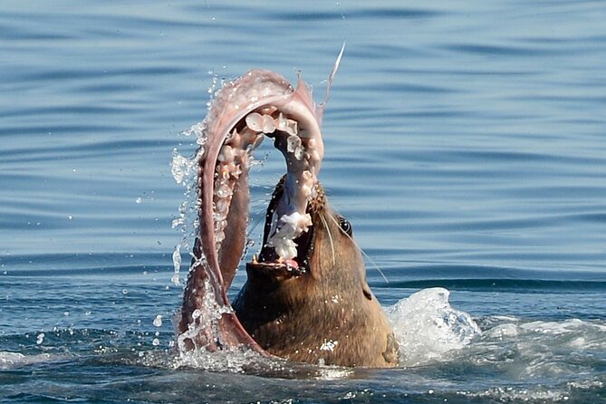 Sunset Whale and Wildlife Adventure in Cowichan Bay - Is $159.09 a fair price?