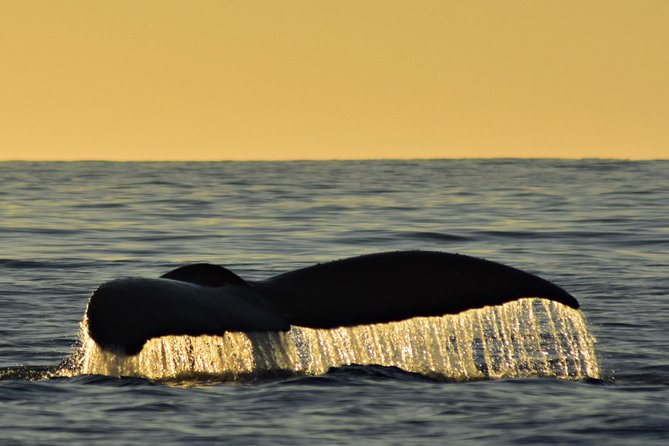 Sunset Whale Cruise in Cabo San Lucas - Meeting at CaboTrek near the marina