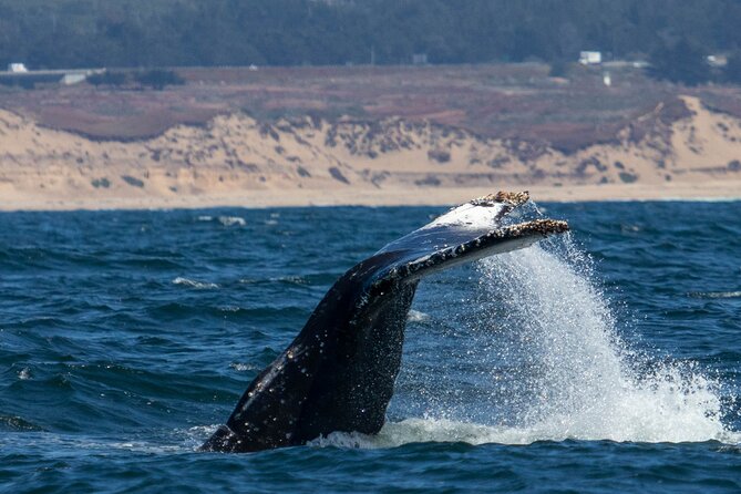 Sunset Whale Watch Tour in Monterey - What this Monterey whale watch is really about