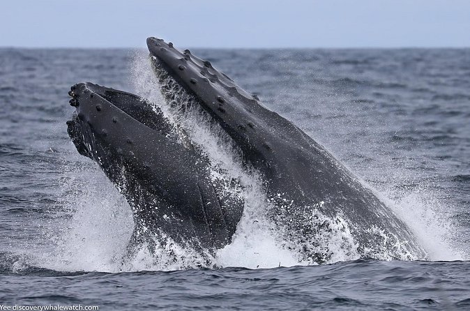 Sunset Whale Watch Tour in Monterey - Humpbacks, dolphins, and the wait for a sighting
