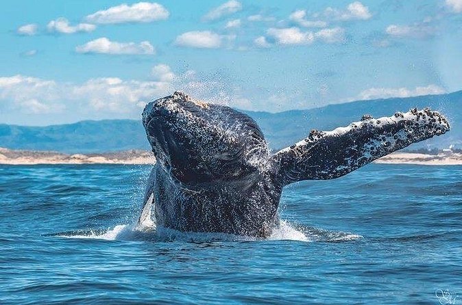 Sunset Whale Watch Tour in Monterey - Families, couples, and first-time whale watchers