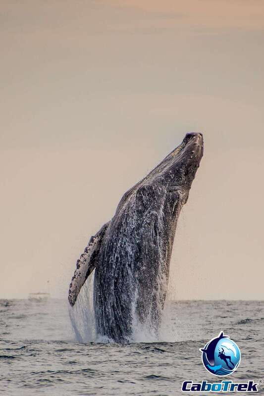 Sunset Whale Watching Cruise in Cabo San Lucas - Key Points to Know Before You Book