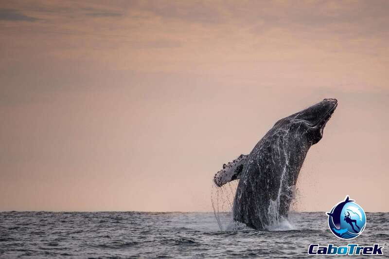 Sunset Whale Watching Cruise in Cabo San Lucas - Who Will Get the Most From This Cruise