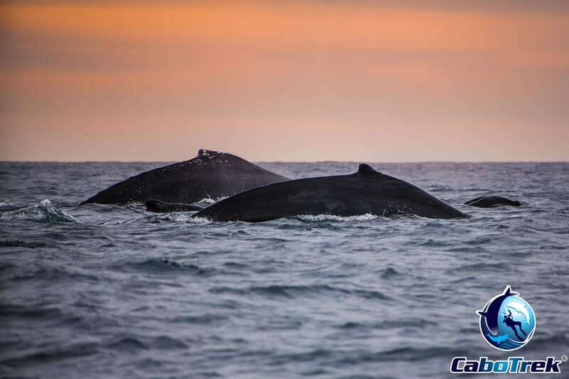 Sunset Whale Watching Cruise in Cabo San Lucas - Listening Through the Hydrophone