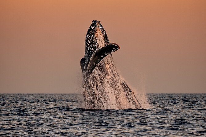 Sunset Whale Watching in Cabo San Lucas - Key points at a glance
