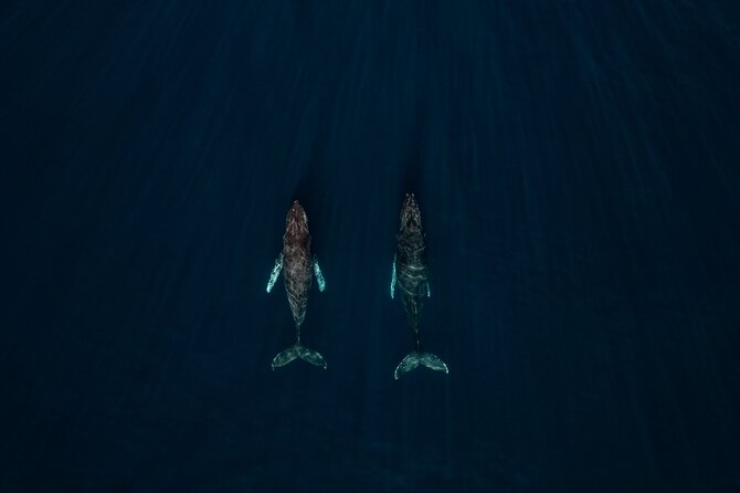 Sunset Whale Watching in Cabo San Lucas - Why this sunset cruise feels different