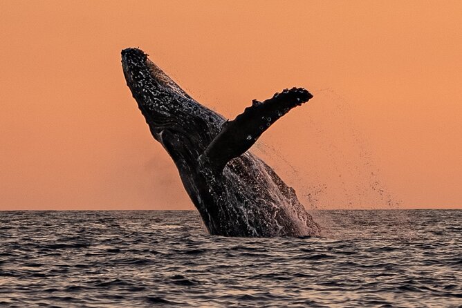 Sunset Whale Watching in Cabo San Lucas - Looking for humpback whales