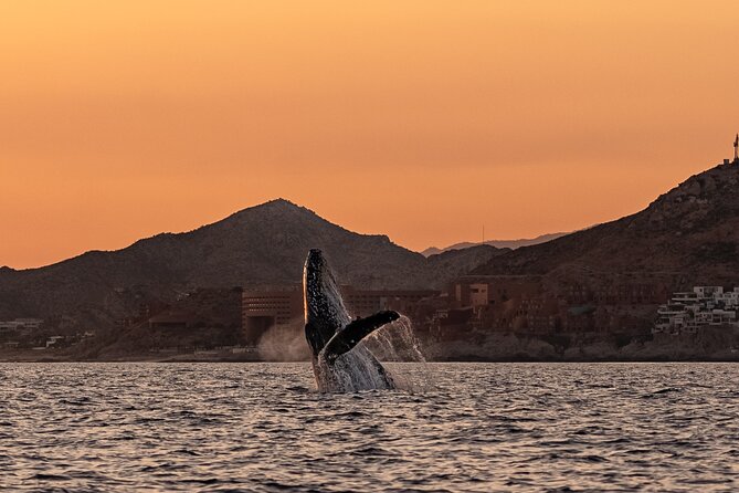 Sunset Whale Watching in Cabo San Lucas - Photos, video, and drone support