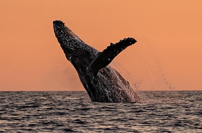 Sunset Whale Watching in Cabo San Lucas - What the two hours include