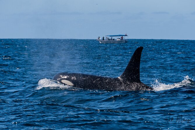 Sunset Whale Watching in Cabo San Lucas - Meeting at Marina del Rey