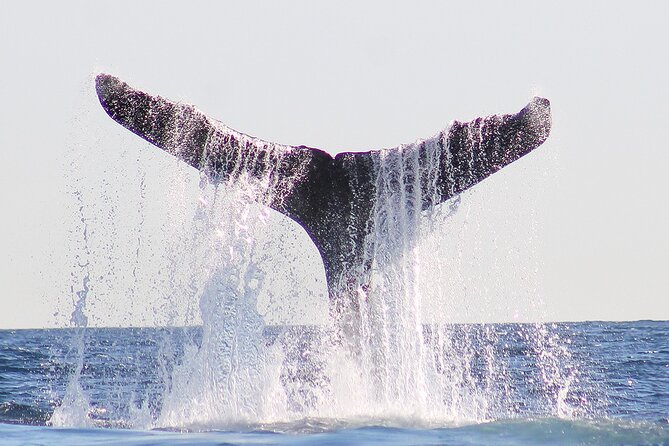 Sunset Whale Watching in San Jose del Cabo - Humpbacks, open water, and realistic expectations