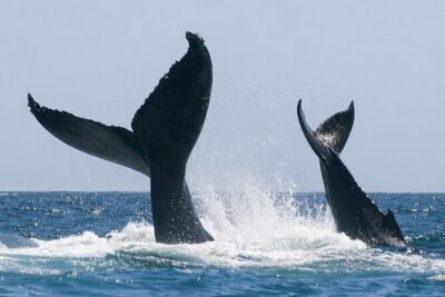 Sunset Whale Watching in San Jose del Cabo