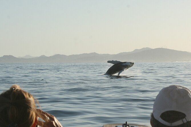 Sunset Whale Watching in San Jose del Cabo - The sunset is more than a backdrop