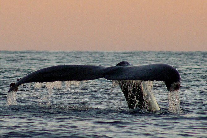 Sunset Whale Watching in San Jose del Cabo - Is $100 a fair price?