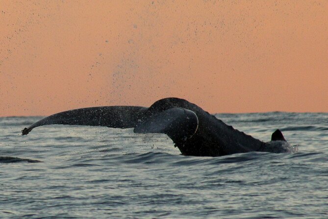 Sunset Whale Watching in San Jose del Cabo - Practical booking details that matter