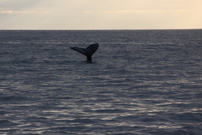 Sunset Whale Watching Shared Activity - Watching for dolphins, flying fish, and other signs of life