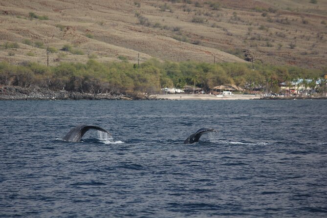 Sunset Whale Watching Shared Activity - The sunset is part of the itinerary, not an afterthought