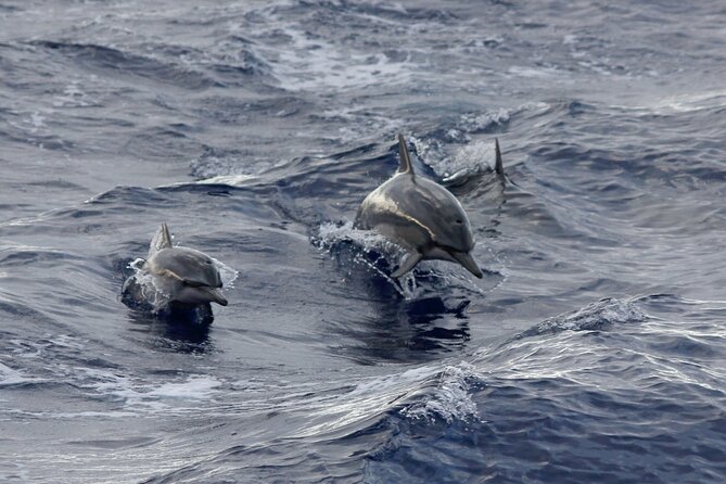 Sunset Whale Watching Shared Activity - What the pace feels like on board