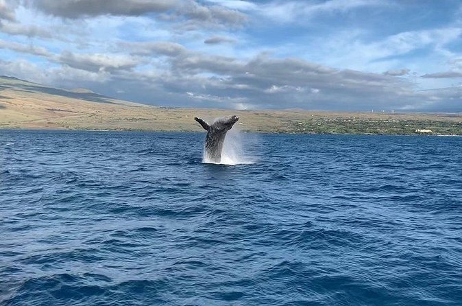 Sunset Whale Watching Shared Activity - Is $157.18 a fair price?